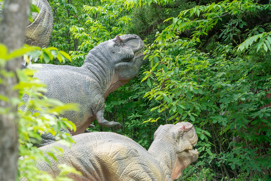 視線の先に何が・・・の写真(福井県勝山市)