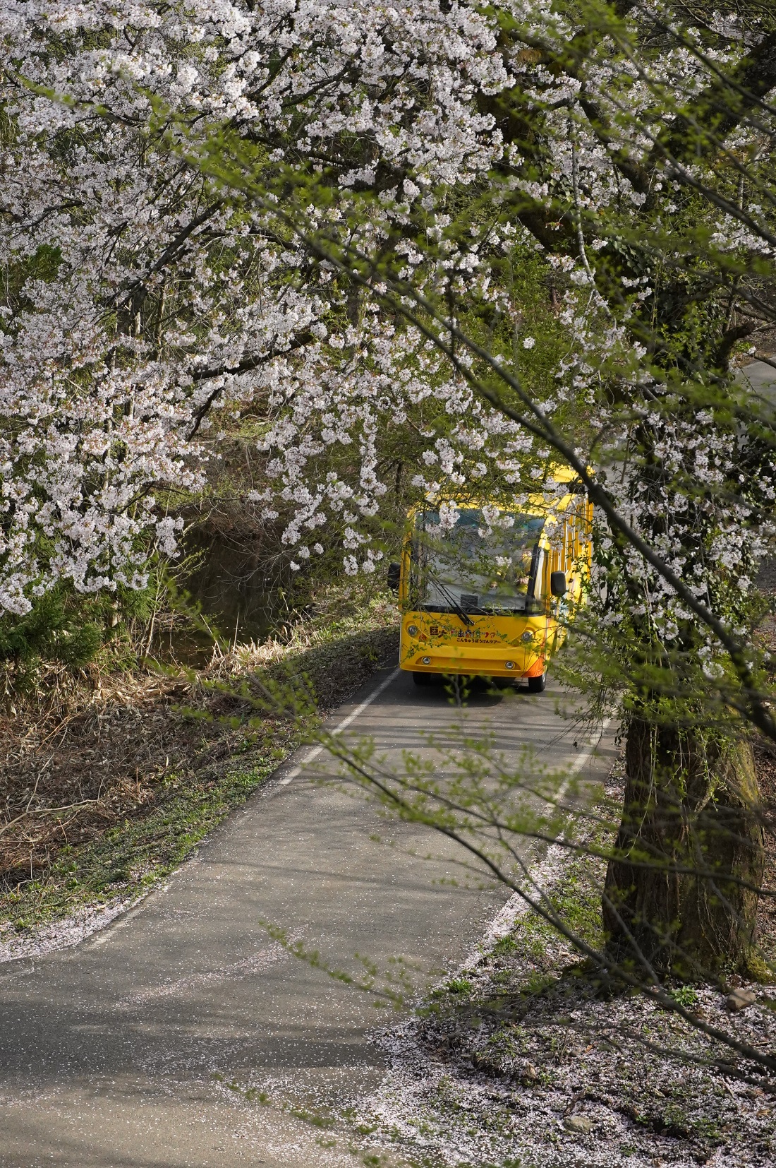 桜と昆虫トラムの写真(福井県勝山市)